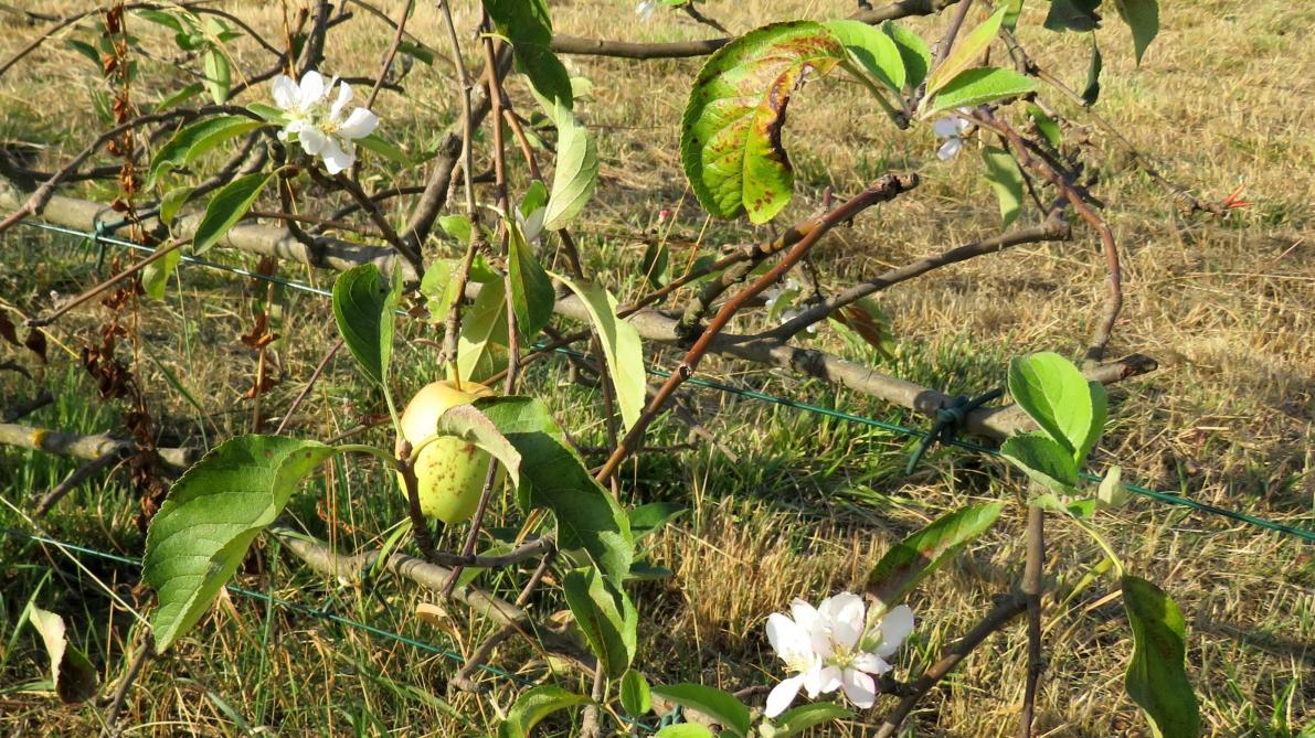 Insolite Un Pommier En Fleurs En Septembre A Broyes Dans La Marne