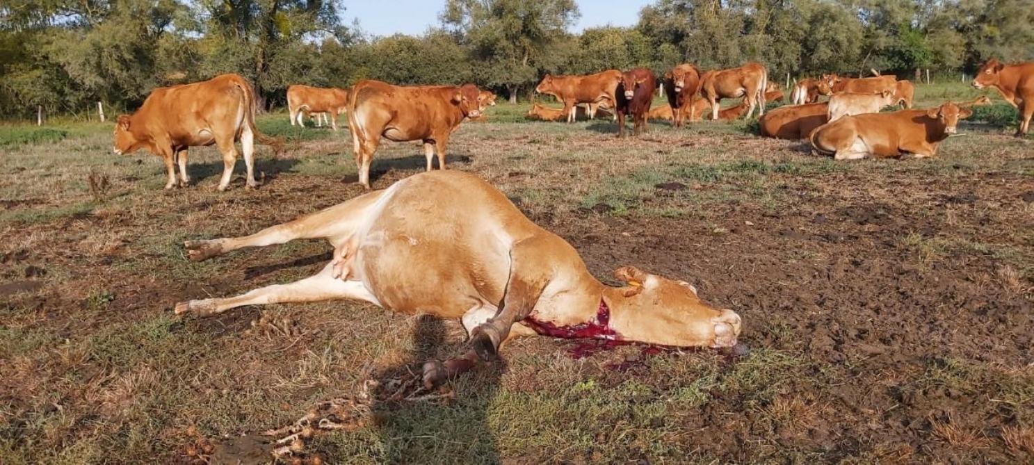 Une Vache Egorgee Dans La Nuit A Pierrepont