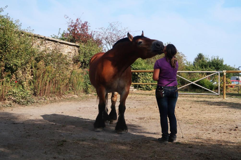 Launois Sur Vence Les Sabots Du Relais Une Association Pour Defendre Le Cheval De Trait Ardennais Launois Sur Vence Les Sabots Du Relais Une Association Pour Defendre Le Cheval De Trait Ardennais