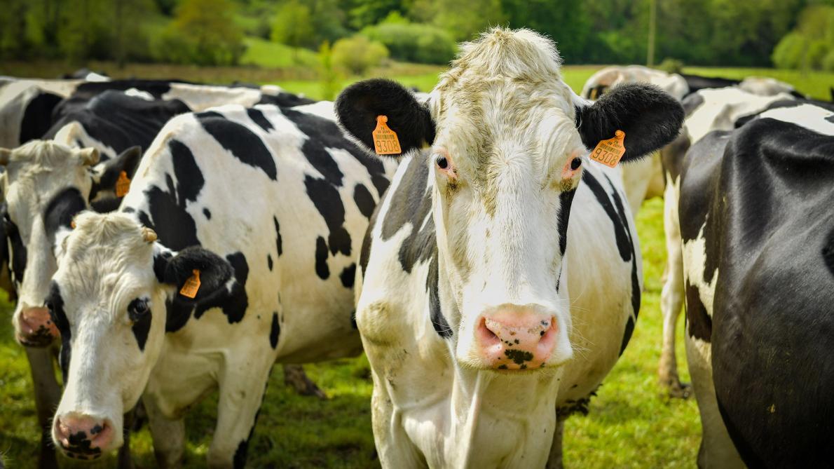 Suspicion De Mutilation Sur Une Vache A Neuville Lez Beaulieu