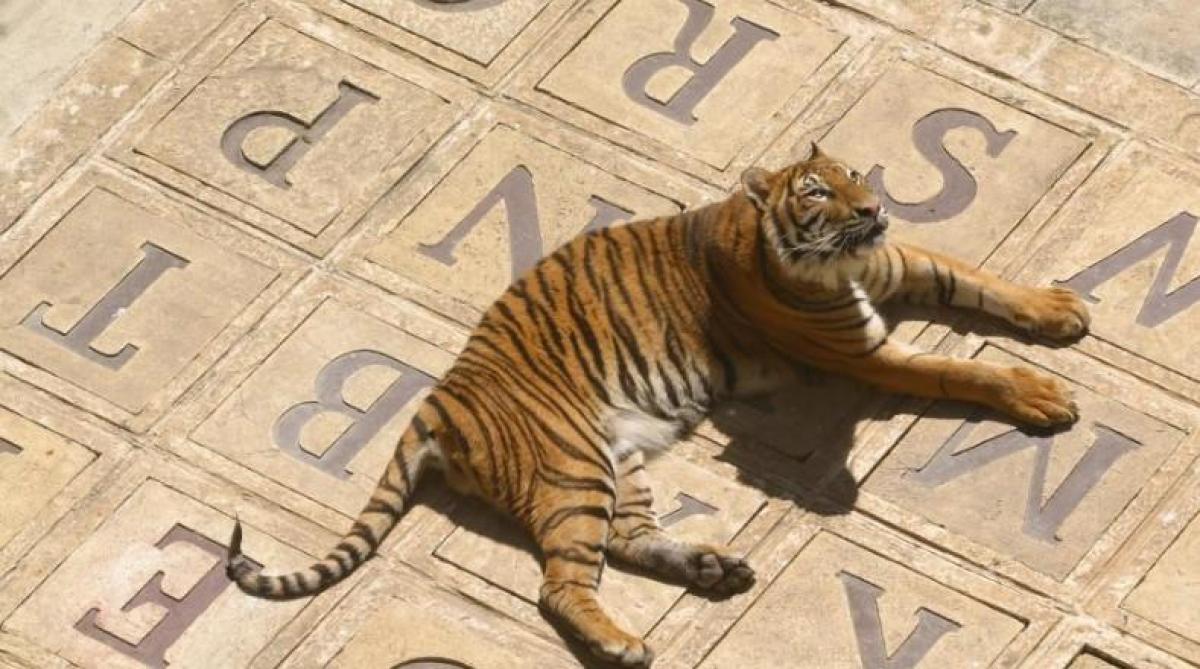 Fort Boyard: Quand les tigres partiront à la retraite ils ne seront plus remplacés