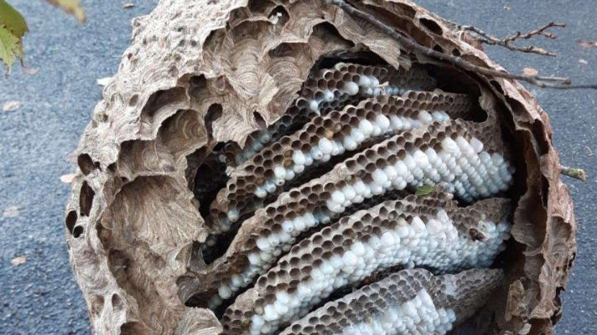 Destruction d'un gros nid de frelons asiatiques à Marle