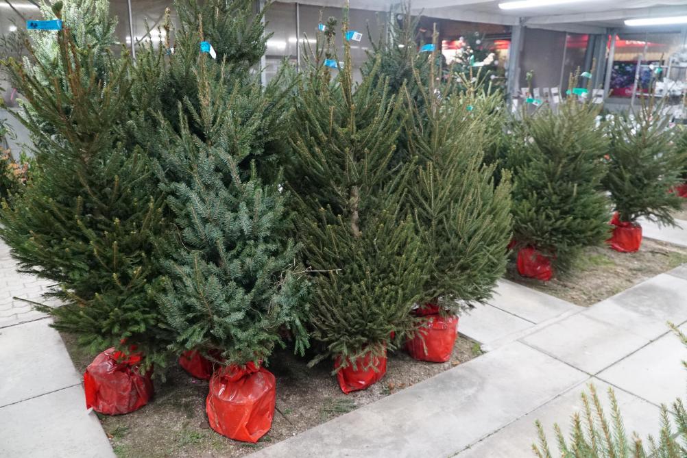 Un Noel Sans Sapins A Cause Du Reconfinement