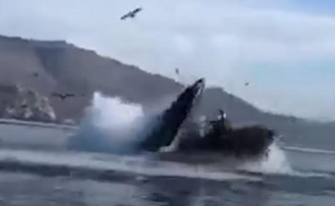 Video Etats Unis Une Baleine Avale Deux Kayakistes