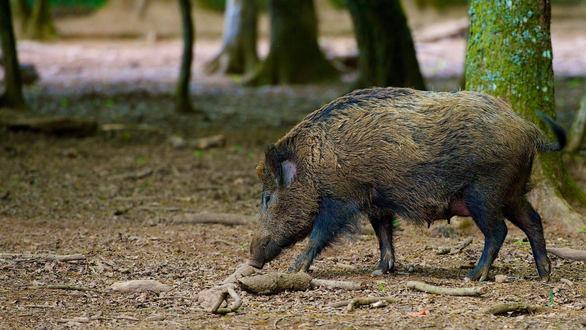 Des Chasses De Regulation Autorisees Dans L Aube