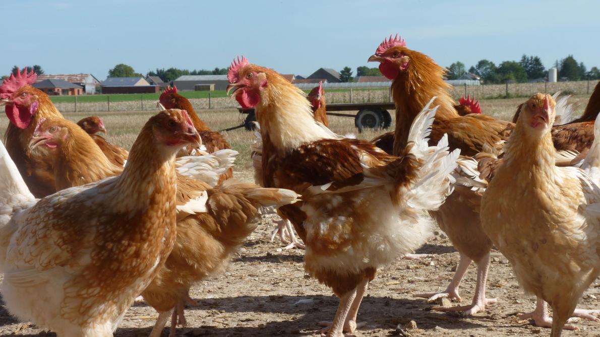 Grippe aviaire: les éleveurs de la Marne ne sont pas inquiets