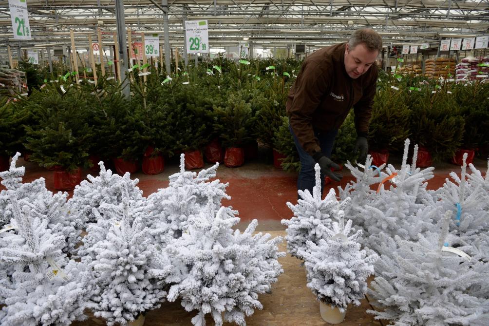 La Vente De Sapins De Noel Va Etre Autorisee Durant Le Confinement