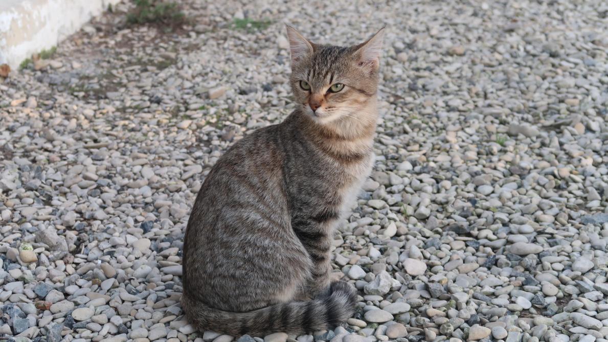 Sud Ardennes Une Association Pour Chats Prise Pour Cible