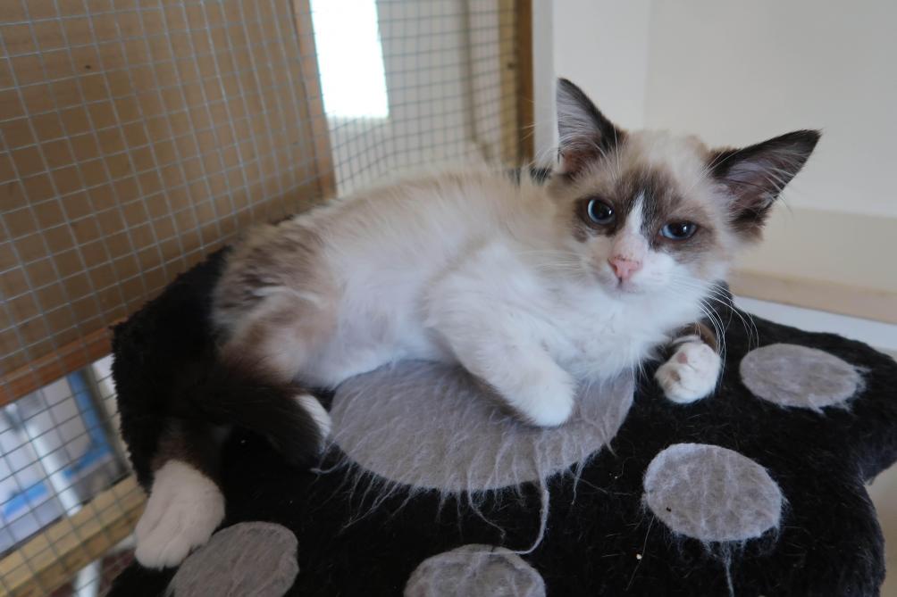 Sedan Le Refuge Sos Chats Touche Par Le Typhus
