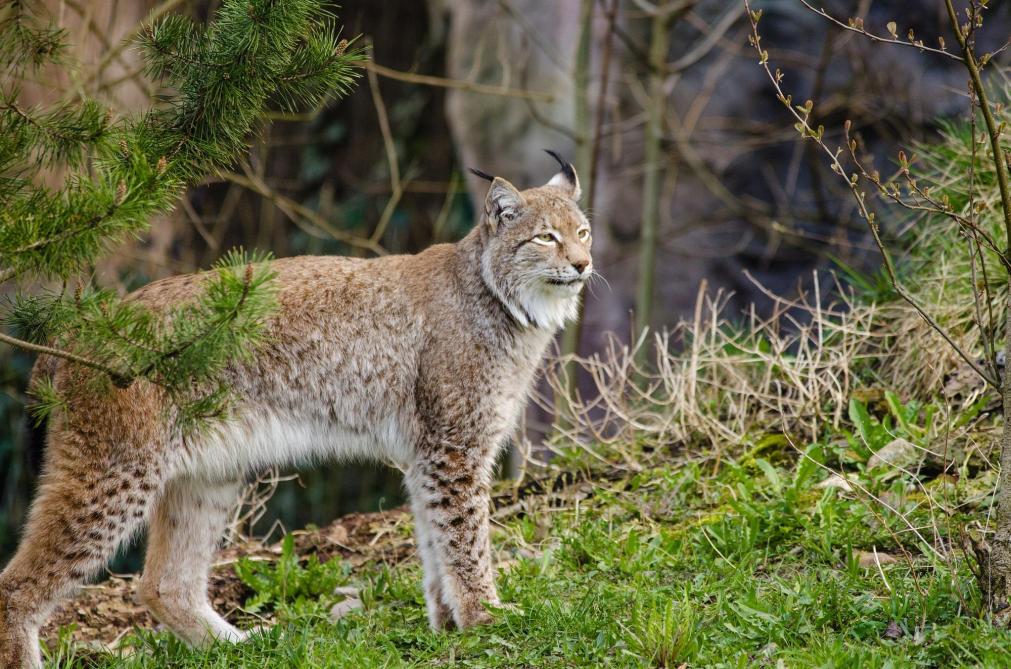 Plusieurs Temoins Affirment Avoir Vu Un Lynx Dans La Montagne De Reims Plusieurs Temoins Affirment Avoir Vu Un Lynx Dans La Montagne De Reims