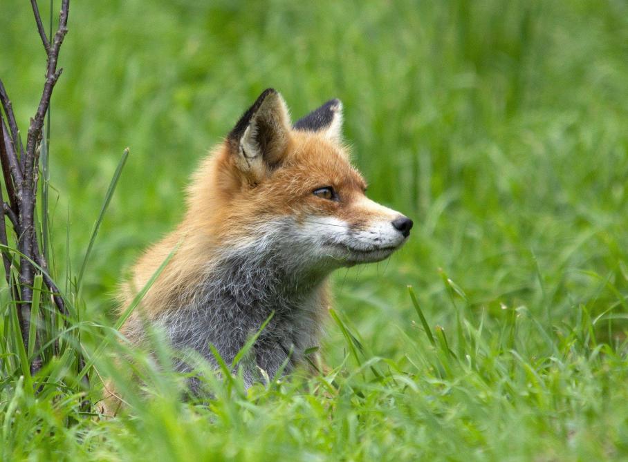 Dans Le Sud Ardennes Le Renard Pose Question Dans Le Sud Ardennes Le Renard Pose Question