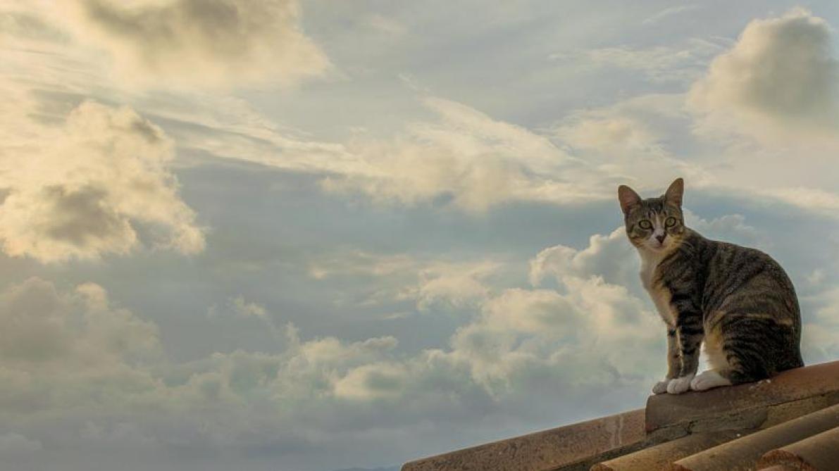 Un Jeune Chat Secouru Grace A La Solidarite D Habitants De La Chapelle Saint Luc