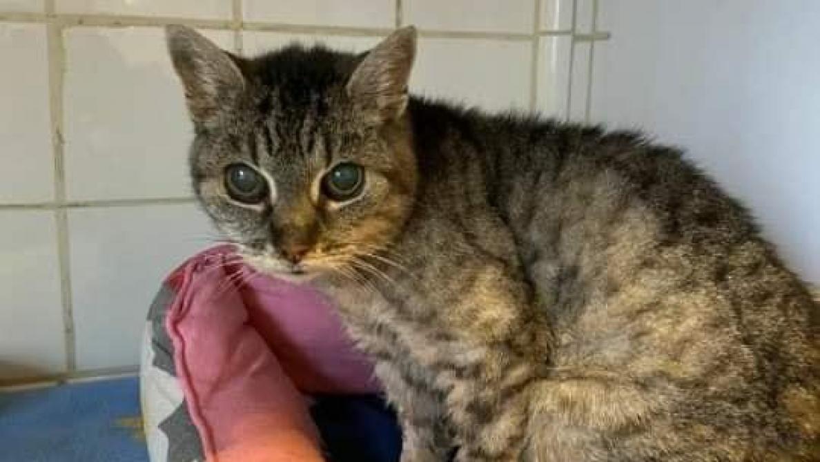 A Saint Dizier Le Chat Nanou Sourd Et Aveugle Est Parvenue A Retrouver Sa Famille A Saint Dizier Le Chat Nanou Sourd Et Aveugle Est Parvenue A Retrouver Sa Famille