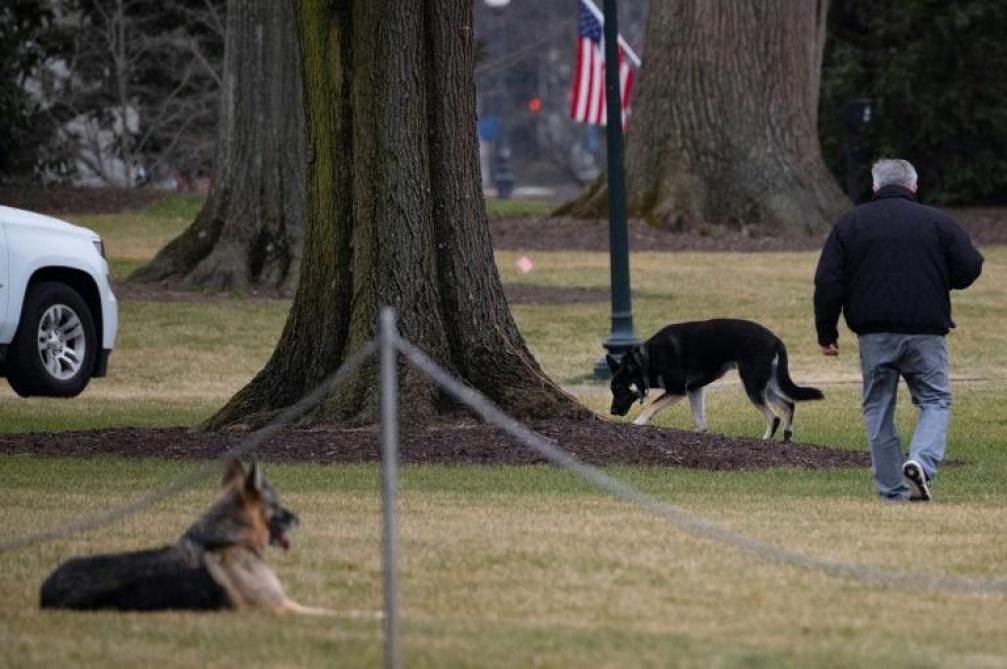 Incident de morsure: les chiens de Biden renvoyés de la Maison-Blanche