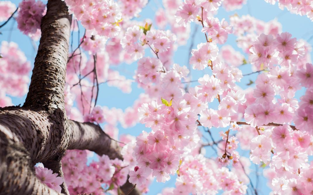 C Est Le Debut Du Printemps Mais Comment Sont Definies Les Dates Des Saisons C Est Le Debut Du Printemps Mais Comment Sont Definies Les Dates Des Saisons