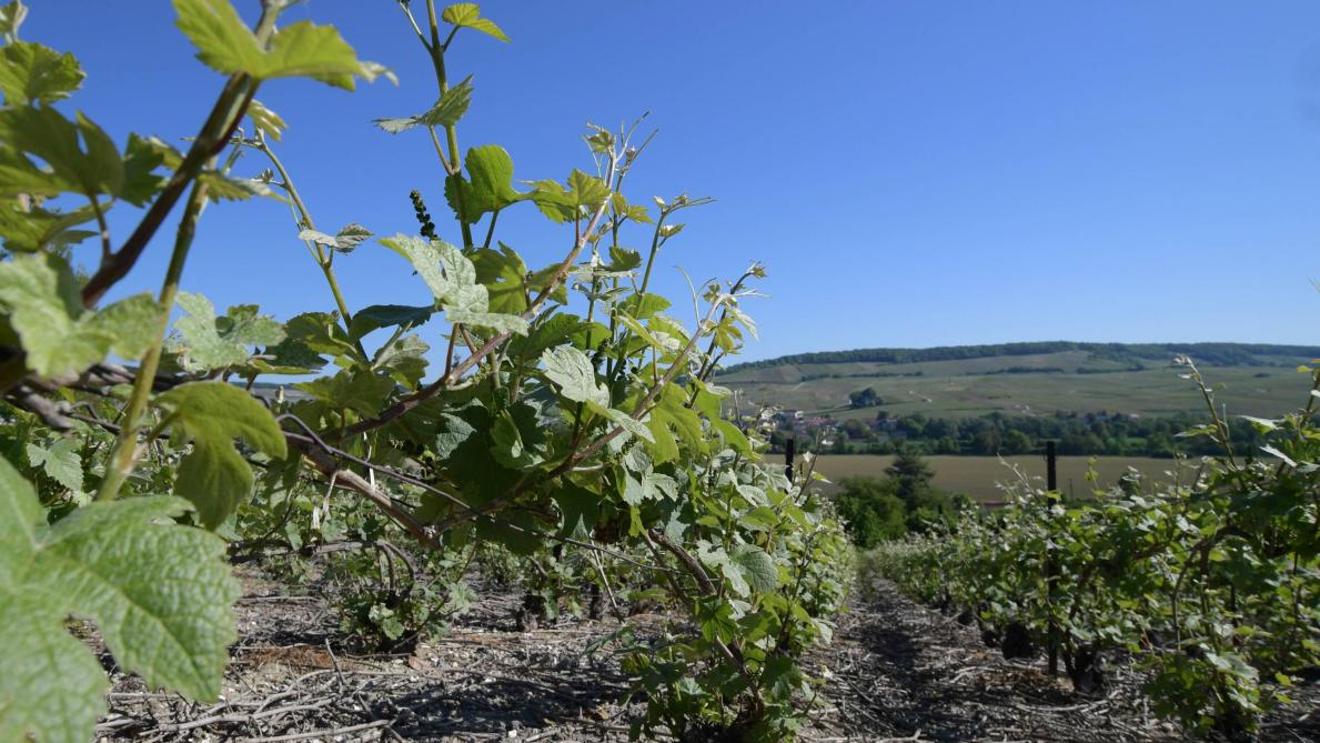 Dans le vignoble du sud de l'Aisne, une fausse polémique autour du tourteau  de ricin