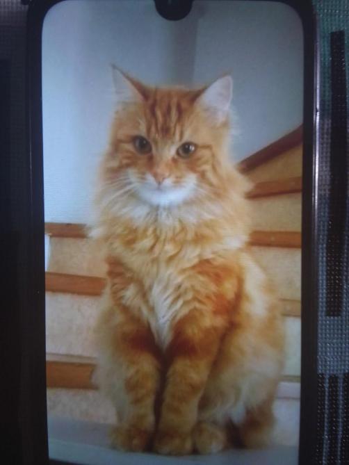 Son Chat Empoisonne Une Habitante Du Chatillonnais Lance Un Appel A La Vigilance Son Chat Empoisonne Une Habitante Du Chatillonnais Lance Un Appel A La Vigilance