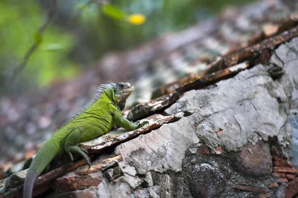 L Iguane Commun Seme La Pagaille En Martinique
