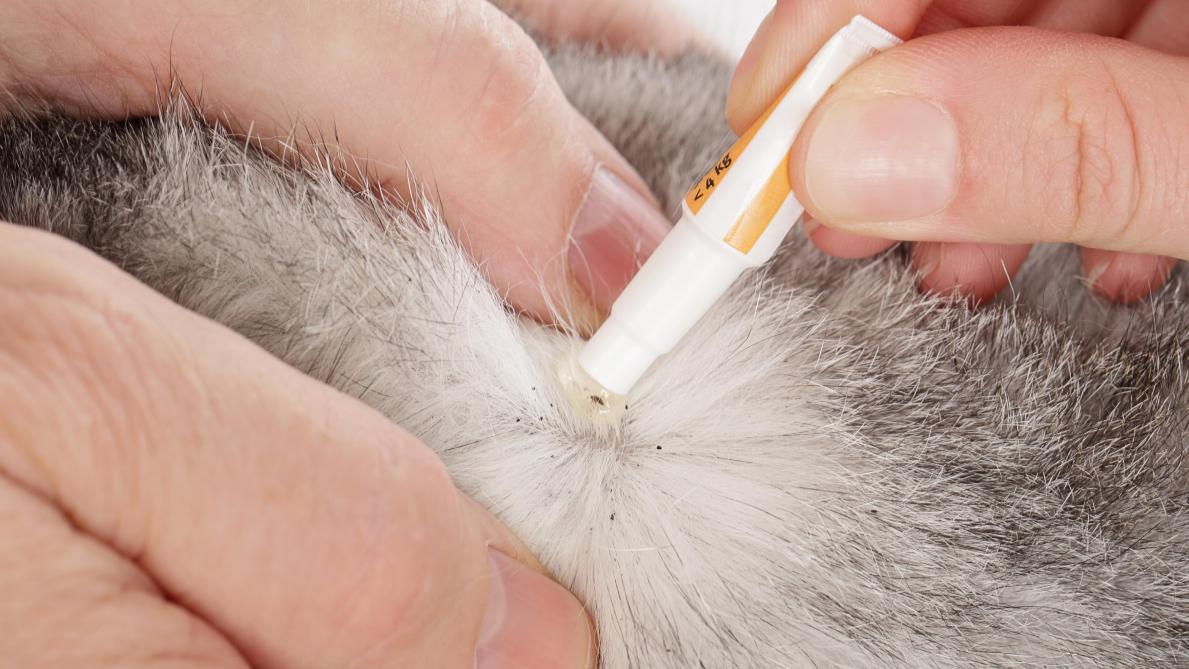 De L Importance De Bien Traiter Son Animal Contre Les Differents Parasites De L Importance De Bien Traiter Son Animal Contre Les Differents Parasites