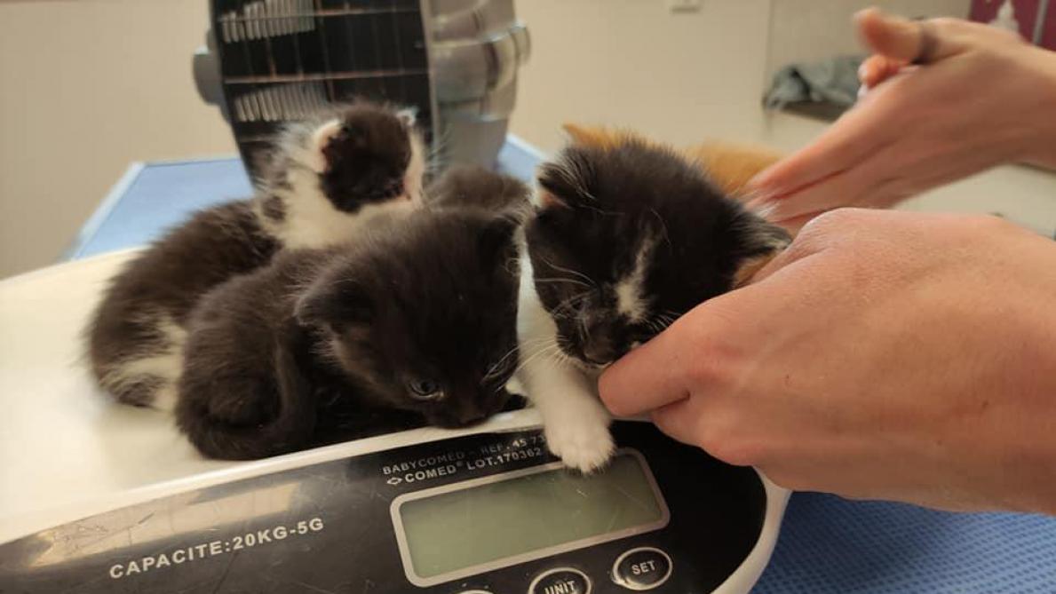 Il Faut Vraiment Qu Une Adoption Soit Un Acte Reflechi Alerte L Association Coup De Patte A Soissons Il Faut Vraiment Qu Une Adoption Soit Un Acte Reflechi Alerte L Association Coup De Patte A Soissons