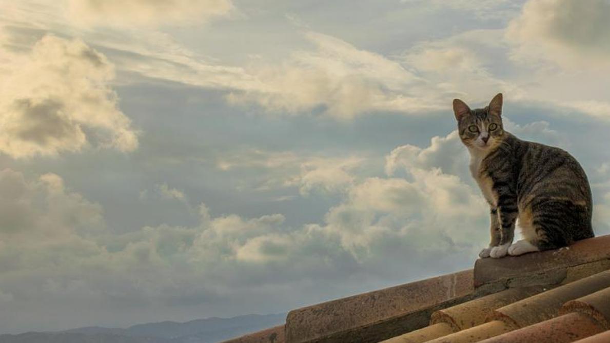 Le New Hampshire Veut Que Les Chats Ecrases Aient Les Memes Droits Que Les Chiens Ecrases Le New Hampshire Veut Que Les Chats Ecrases Aient Les Memes Droits Que Les Chiens Ecrases