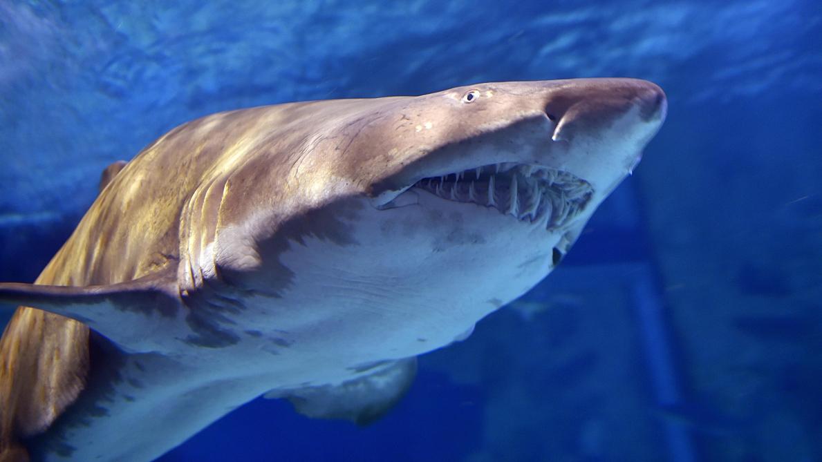La Psychose Du Requin S Installe En Nouvelle Caledonie La Psychose Du Requin S Installe En Nouvelle Caledonie