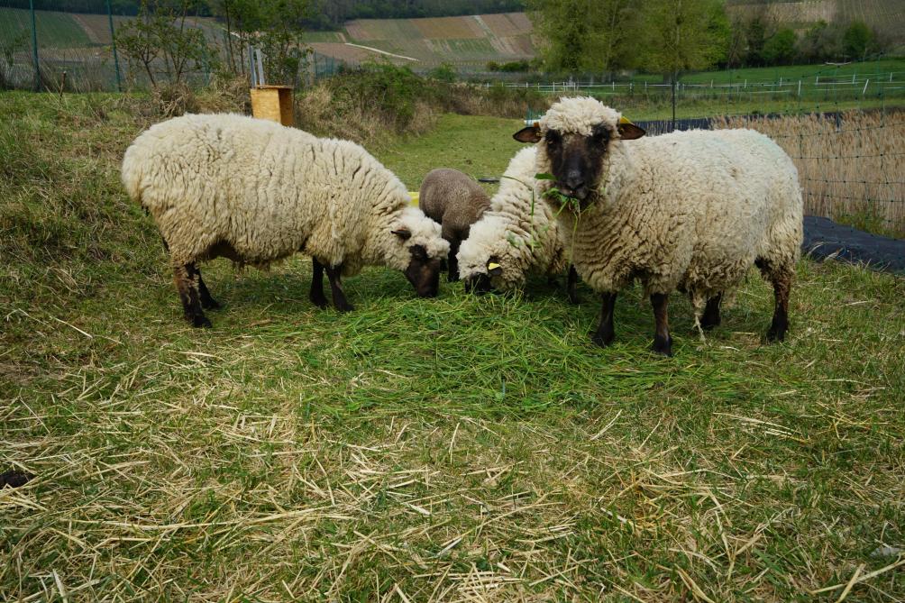 Des Moutons Tondeurs Dans Les Vignes A Chamery