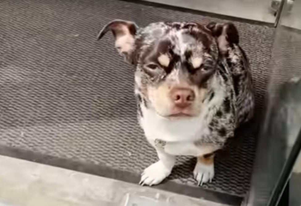 Ziggy, le chien volé à Paris et retrouvé à Cannes grâce à la
