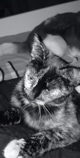 Un Chat Ecrase Relance Le Debat Sur La Securite Rue Du Grand Parc A Vitry Le