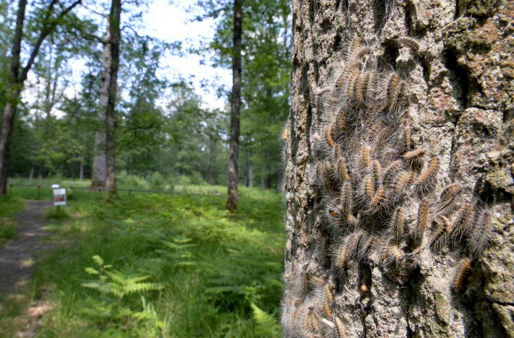 Video Des Chenilles Processionnaires Font Des Ravages Dans Le Laonnois Video Des Chenilles Processionnaires Font Des Ravages Dans Le Laonnois