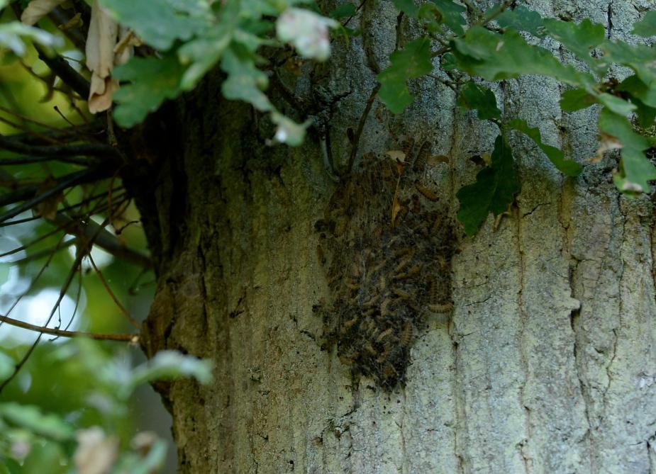 Les Chenilles Sement Des Boutons Et La Pagaille Dans Les Ardennes