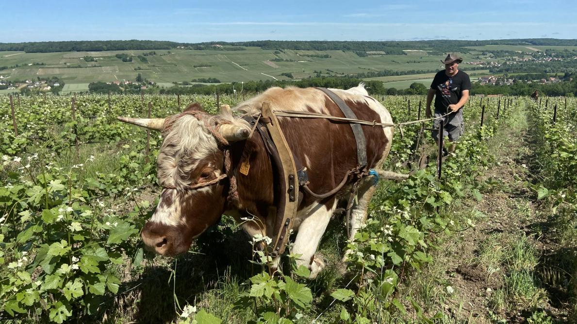 Hector, 3ans, est un bœuf croisé entre un Vosgien et un Ferrandais. Il fait ses débuts dans le monde du labour viticole, ici dans une vigne de Fossoy.