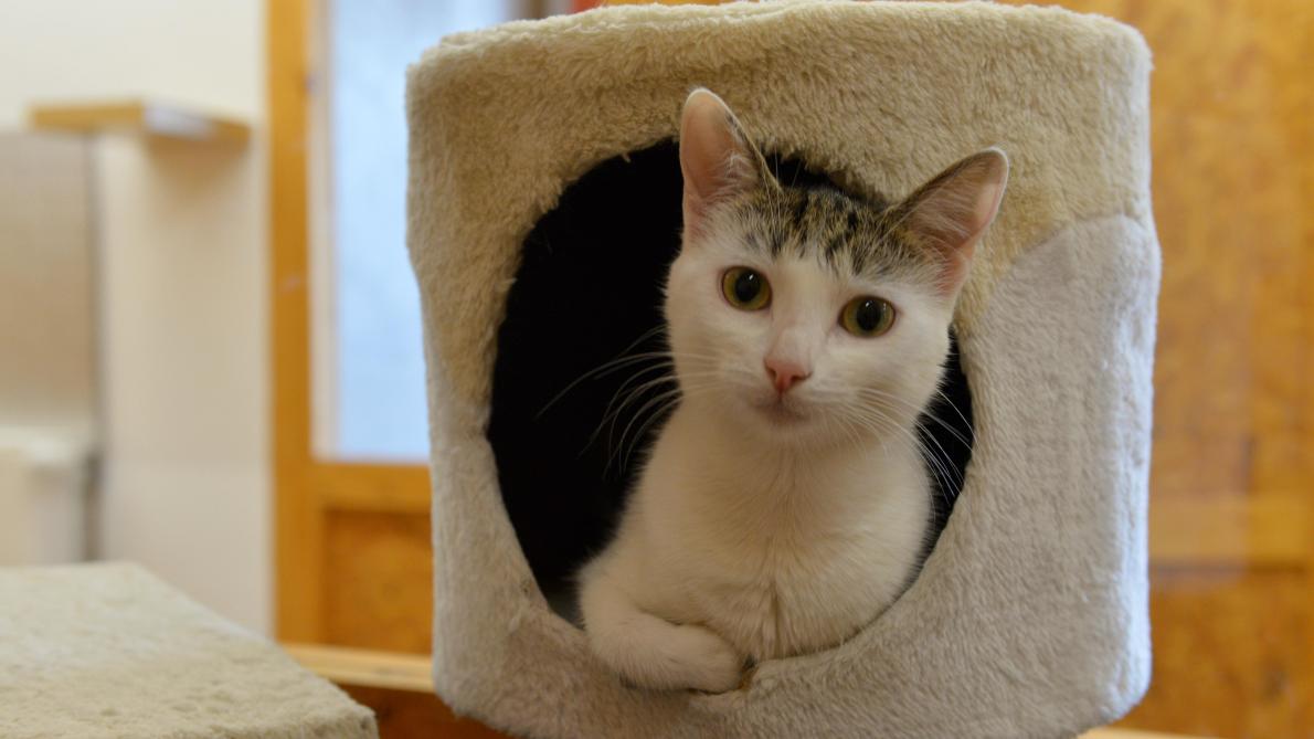 Chats Perdus Pourquoi Y En A T Il Autant Et Comment Ne Plus Les Perdre Journal L Union