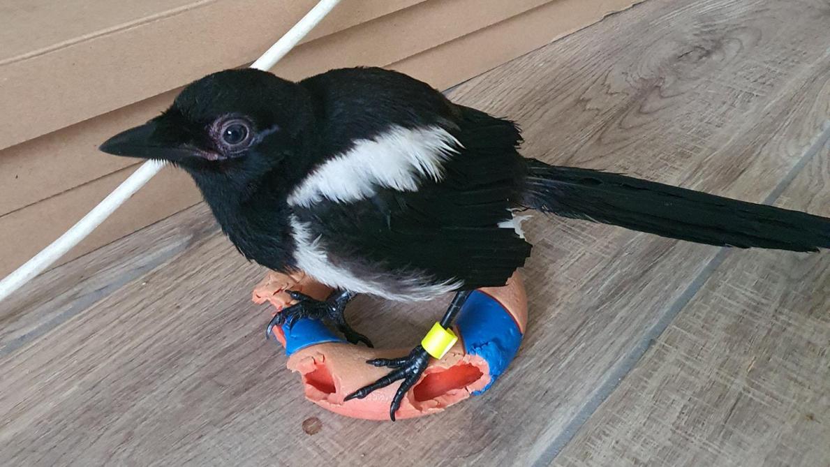 Portee Disparue A Chigny Les Roses Lucy La Pie A Ete Retrouvee A 40 Km Les Ailes Coupees