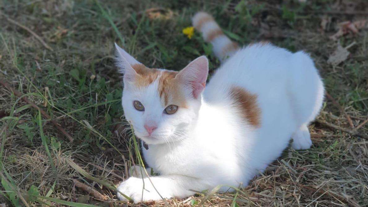 Qu Arrive T Il Aux Chats A Aix En Othe