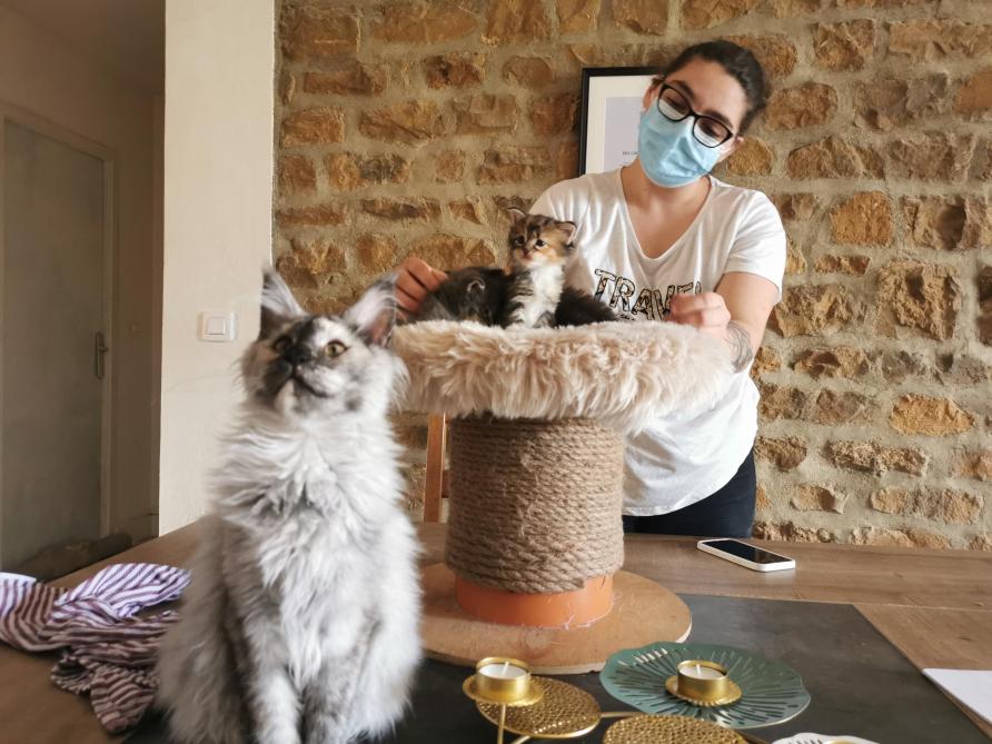 La Chatterie Des Coon S Ardennais Elevage De Maine Coon A Charleville Mezieres