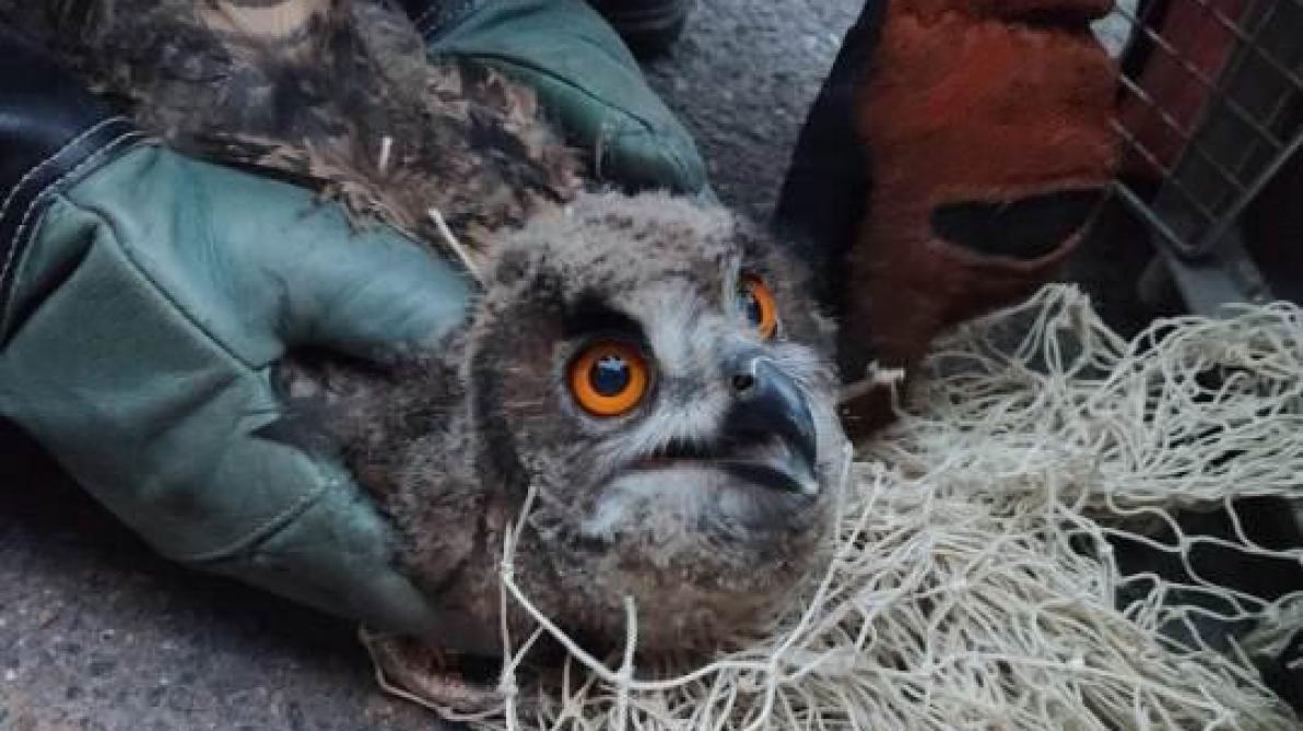 Les Conseils De Specialistes Lorsqu On Trouve Un Animal Sauvage Blesse Dans Le Sedanais Les Conseils De Specialistes Lorsqu On Trouve Un Animal Sauvage Blesse Dans Le Sedanais