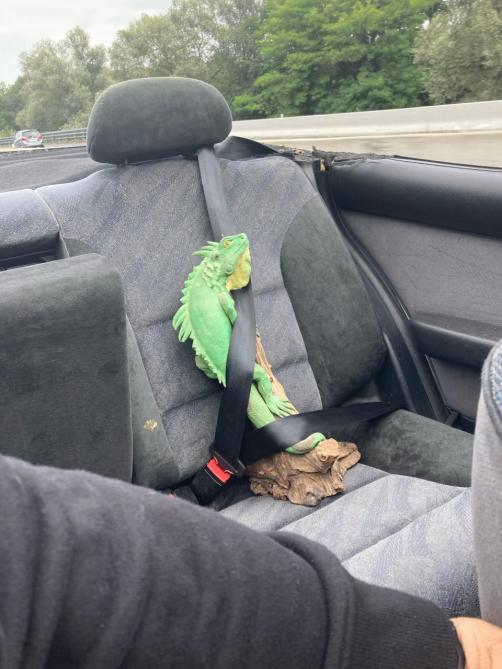 Stevy l’iguane n’a pas été verbalisé, il avait attaché sa ceinture de sécurité. Photo D.R.
