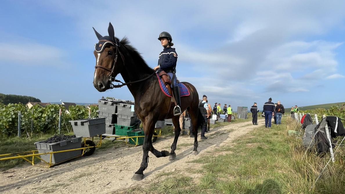 Près de douze cavaliers et leurs chevaux de la Garde républicaine se relayent chaque jour pour patrouiller dans les vignes et participer à des opérations plus spécifiques de contrôle, en appui des gendarmes à pied.