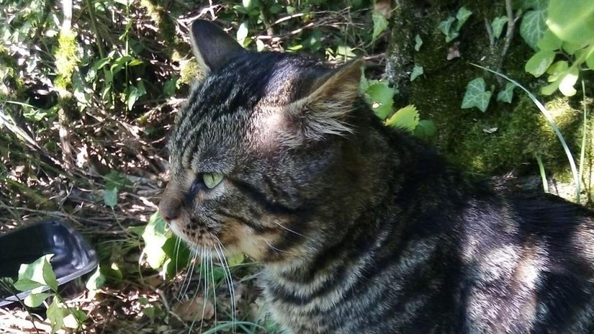 Barsequanais Proliferation De Chats Et Chiens Errants Un Probleme Intercommunal