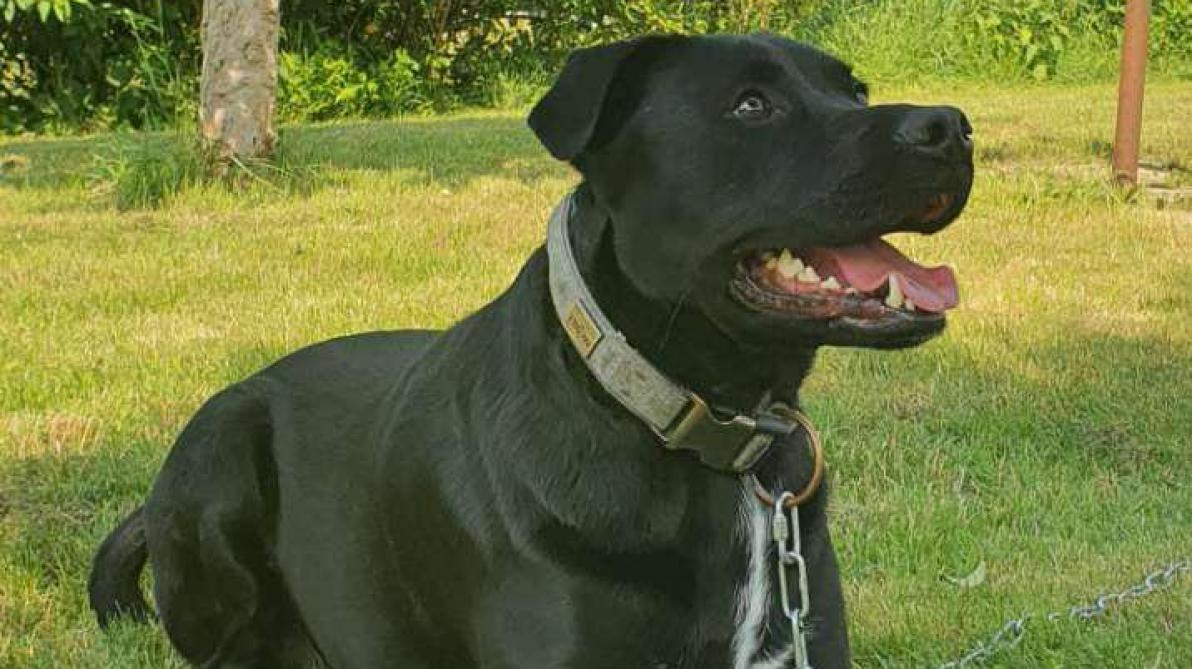 Launois-sur-Vence : attaque de chiens, la vive émotion des victimes
