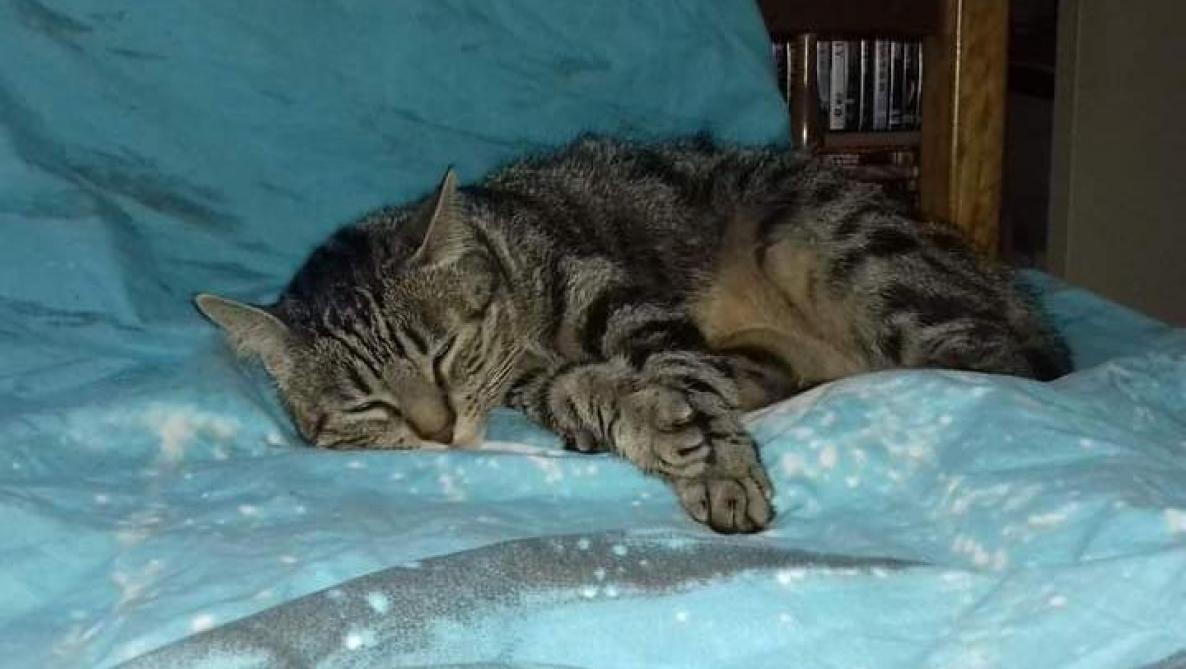 Photos Aubigny Les Pothees Leur Chat Est Coince Depuis Un Mois Dans Des Decombres