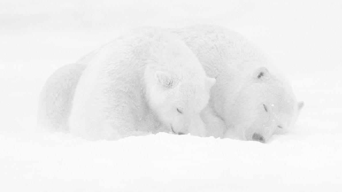 Photographie animalière Festival de Montier-en-Der: Kyriakos Kaziras au  casting des ours polaires