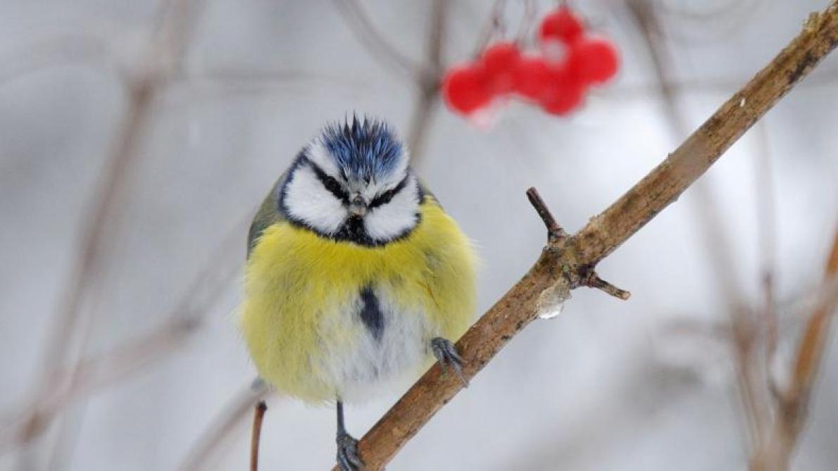 Recensement hivernal des oiseaux de jardin