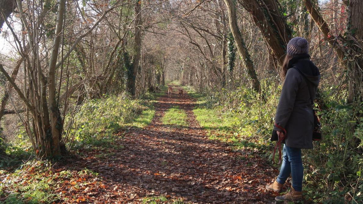 À Haramont, des habitants s’opposent à une coupe de bois, les élus les