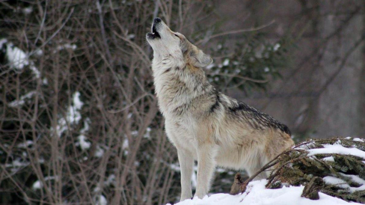 La Presence D Un Loup Confirmee Dans La Marne La Presence D Un Loup Confirmee Dans La Marne