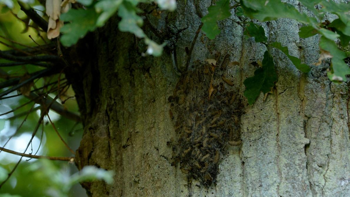Ardennes La Chenille Processionnaire Est De Retour Journal L Ardennais