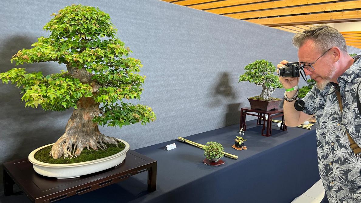 À VivierauCourt, le congrès du bonsaï attire la foule