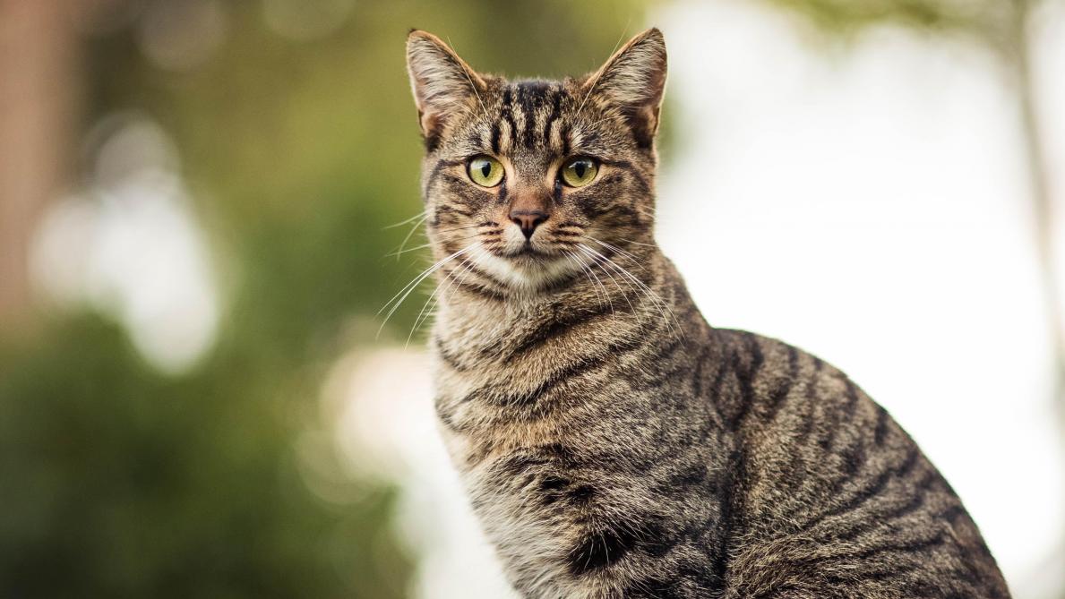Des Croquettes Pour Chats Purina Rappelees En France Journal L Union Des Croquettes Pour Chats Purina Rappelees En France Journal L Union
