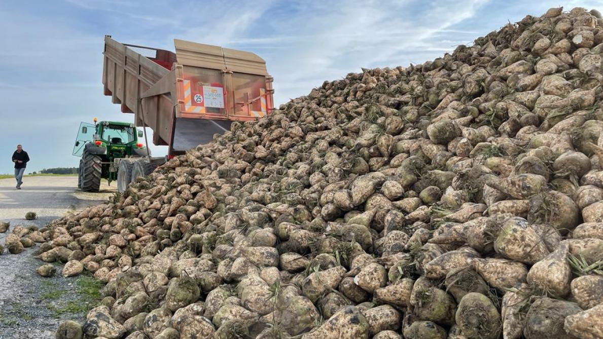Après l’arrachage, que deviennent les betteraves